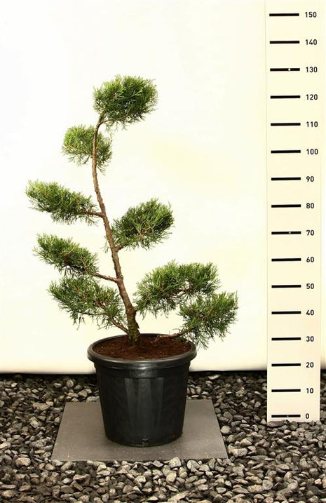 Thuja pl. "Martin"