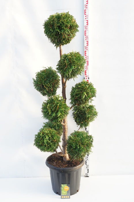 Thuja pl. 'Martin'