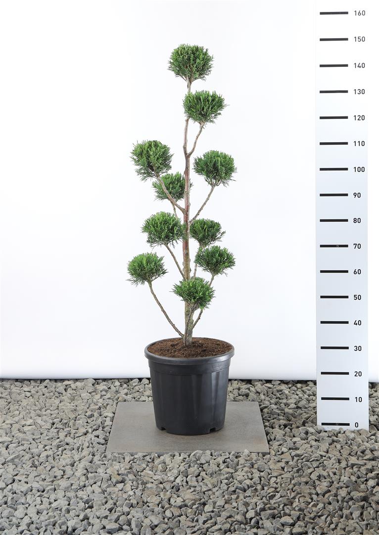 Leylandcypress l. &