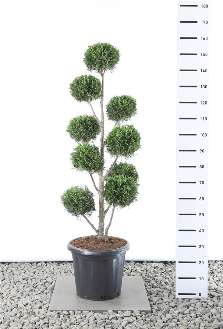 Leylandcypress l. &