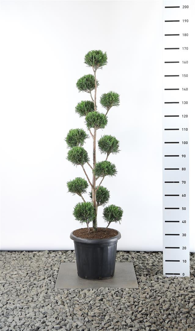 Leylandcypress l. &