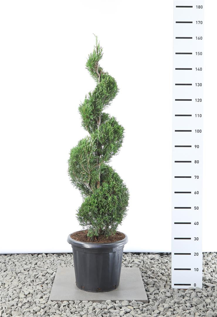 Leylandcypress l. &