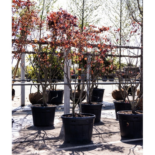 Japansk lönn - Acer palmatum 'Atropurpureum' 200-250 MS CONT