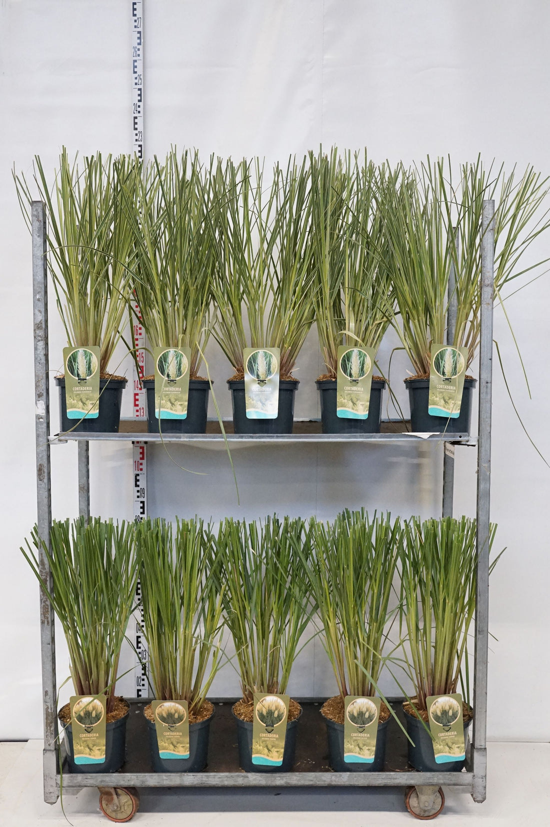 Pampasgräs in cultivars - C5/P23 30/+ CM