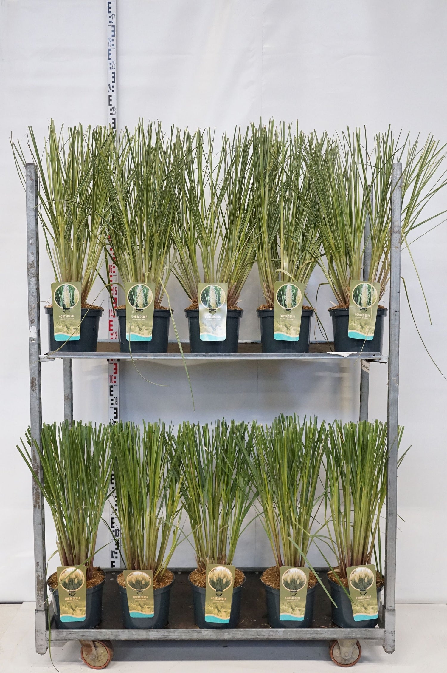 Pampasgräs in cultivars - C5/P23 30/+ CM