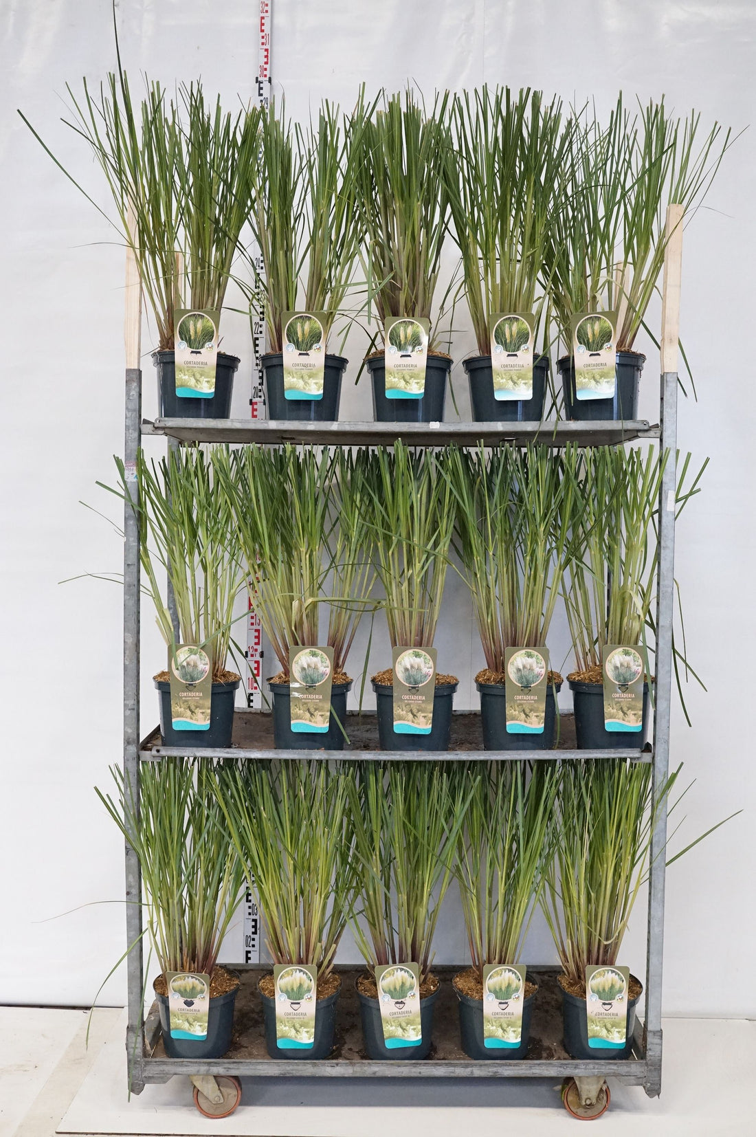 Pampasgräs in cultivars - C5/P23