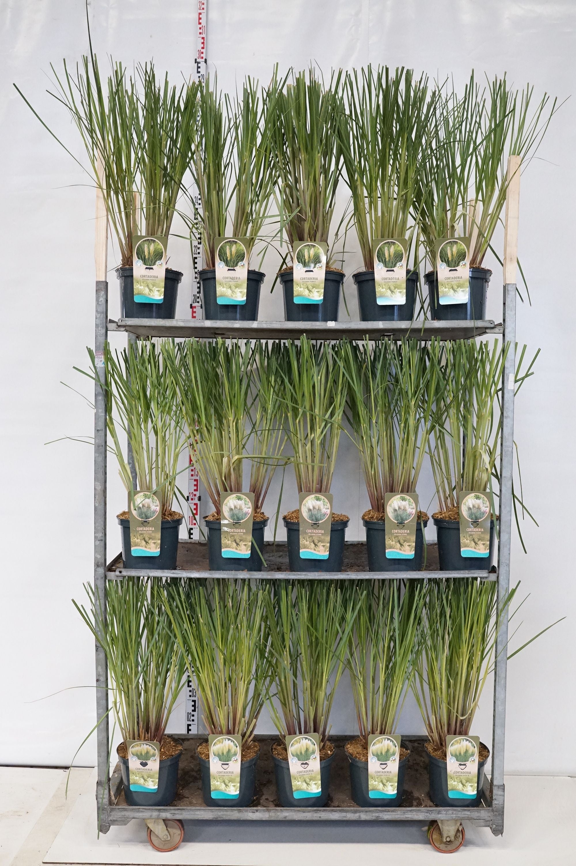 Pampasgräs in cultivars - C5/P23