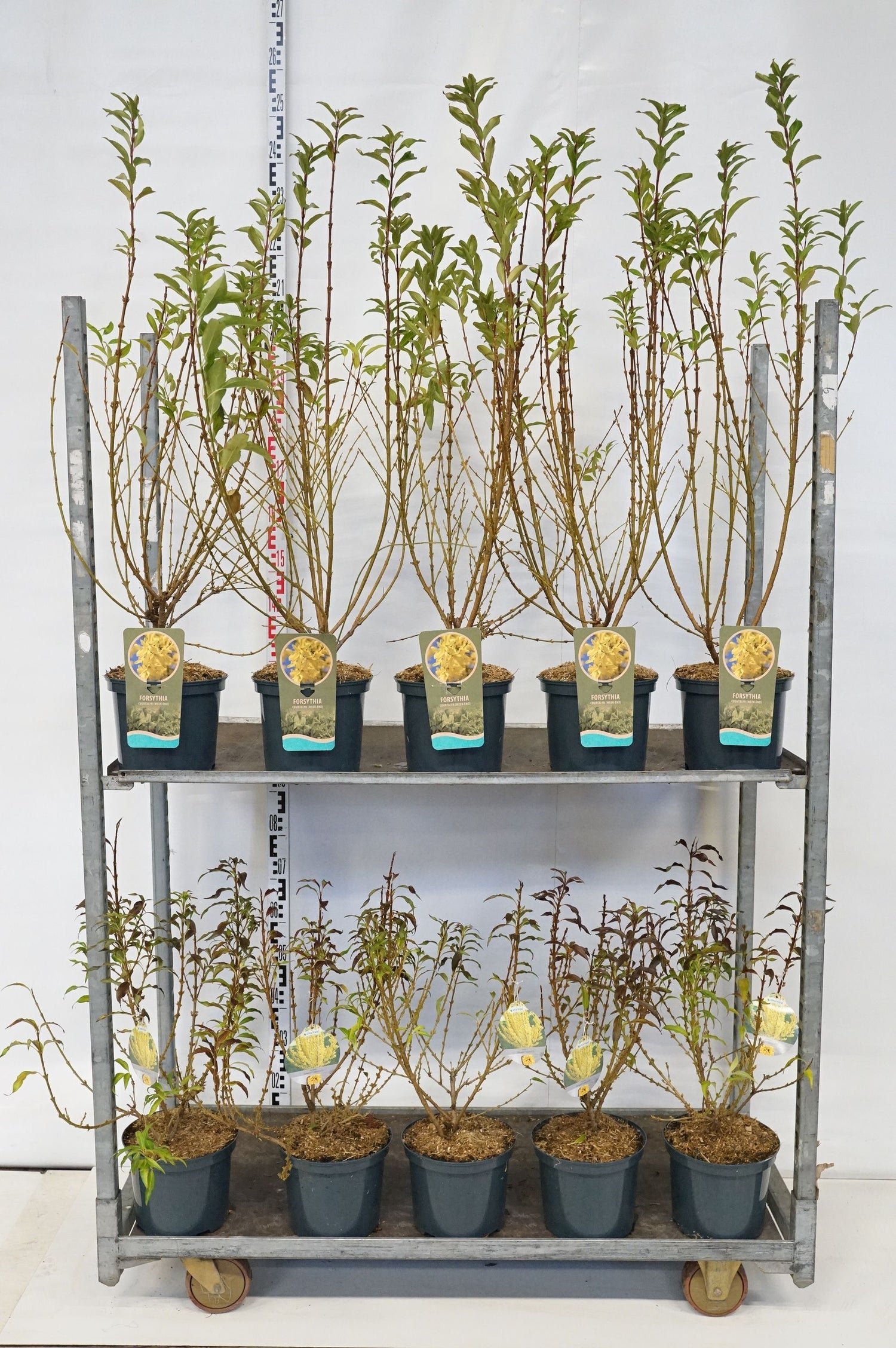 Forsythia in cultivars - C5/P23 60-80 CM