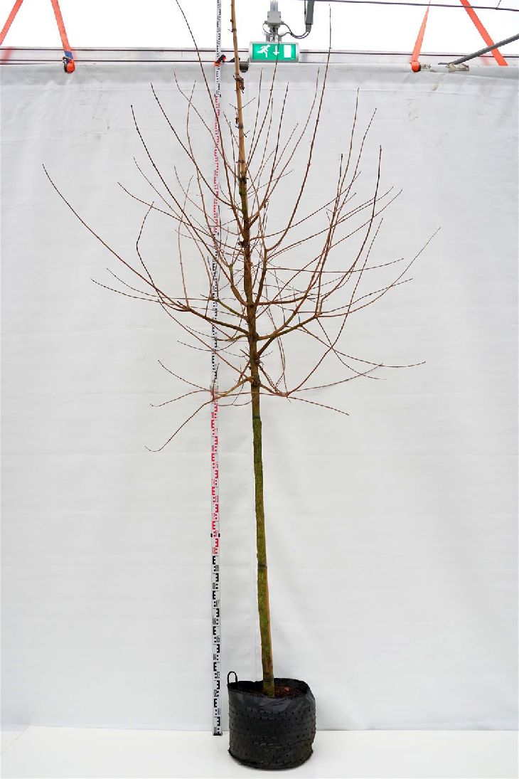 Acer campestre stamträd 12-14 cm, C30 (30 liters kruka)