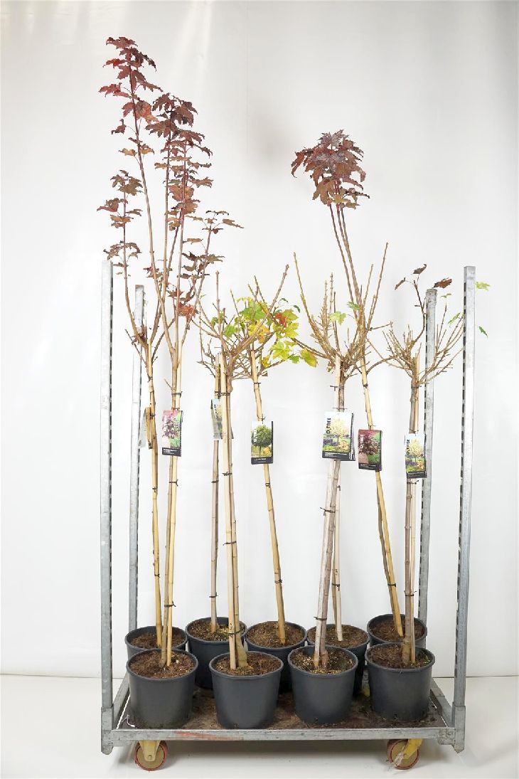 Lönn plat. mix - 100 CM STEM C10