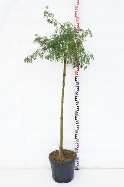 Acer palmatum &