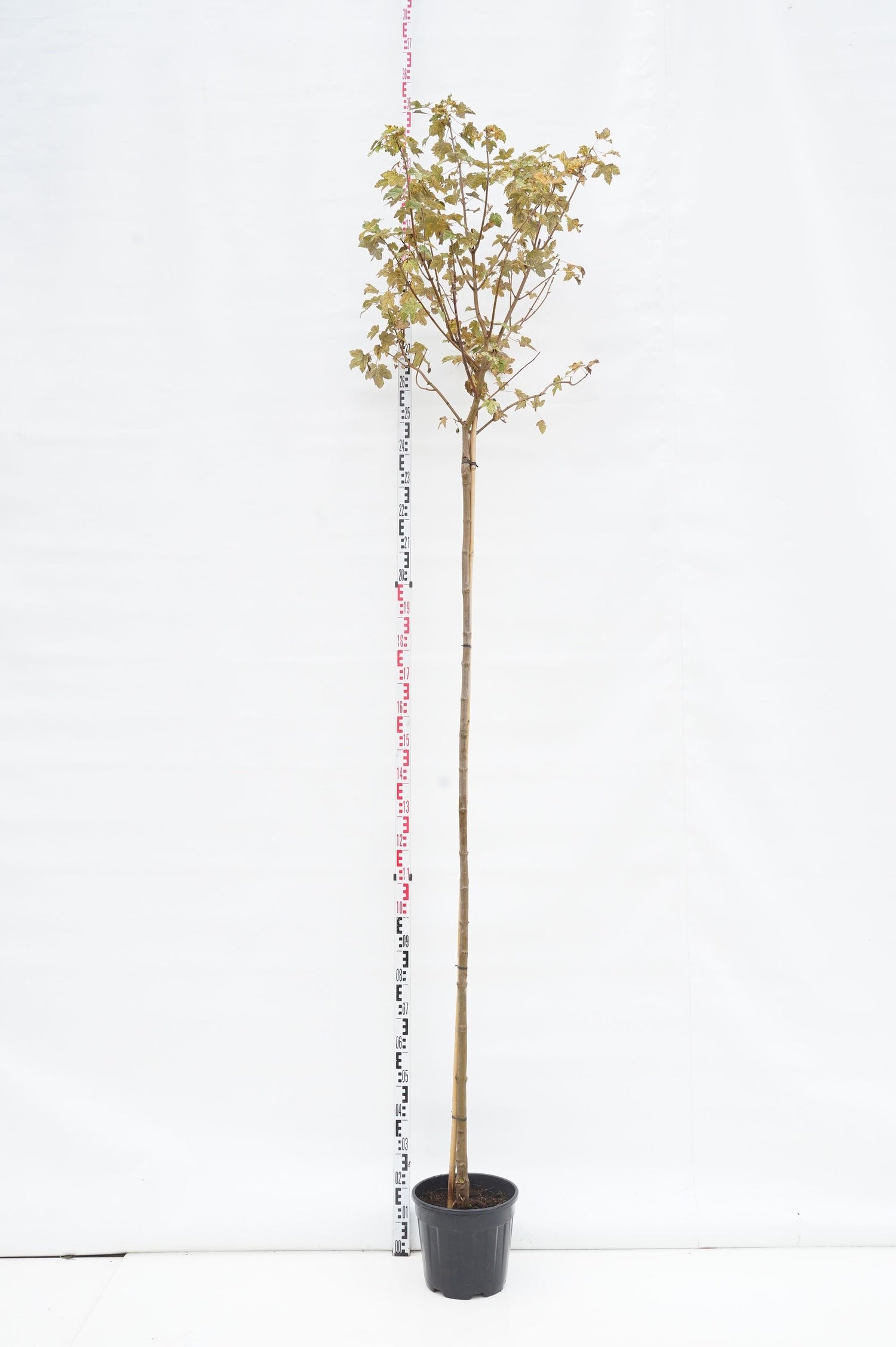 Lönn pseud. &