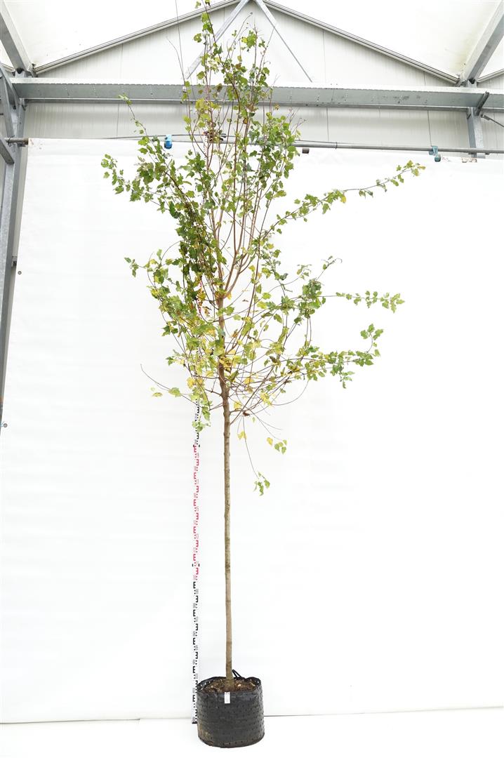 Lönn tataricum ginnala - 10-12 CM STAND C25