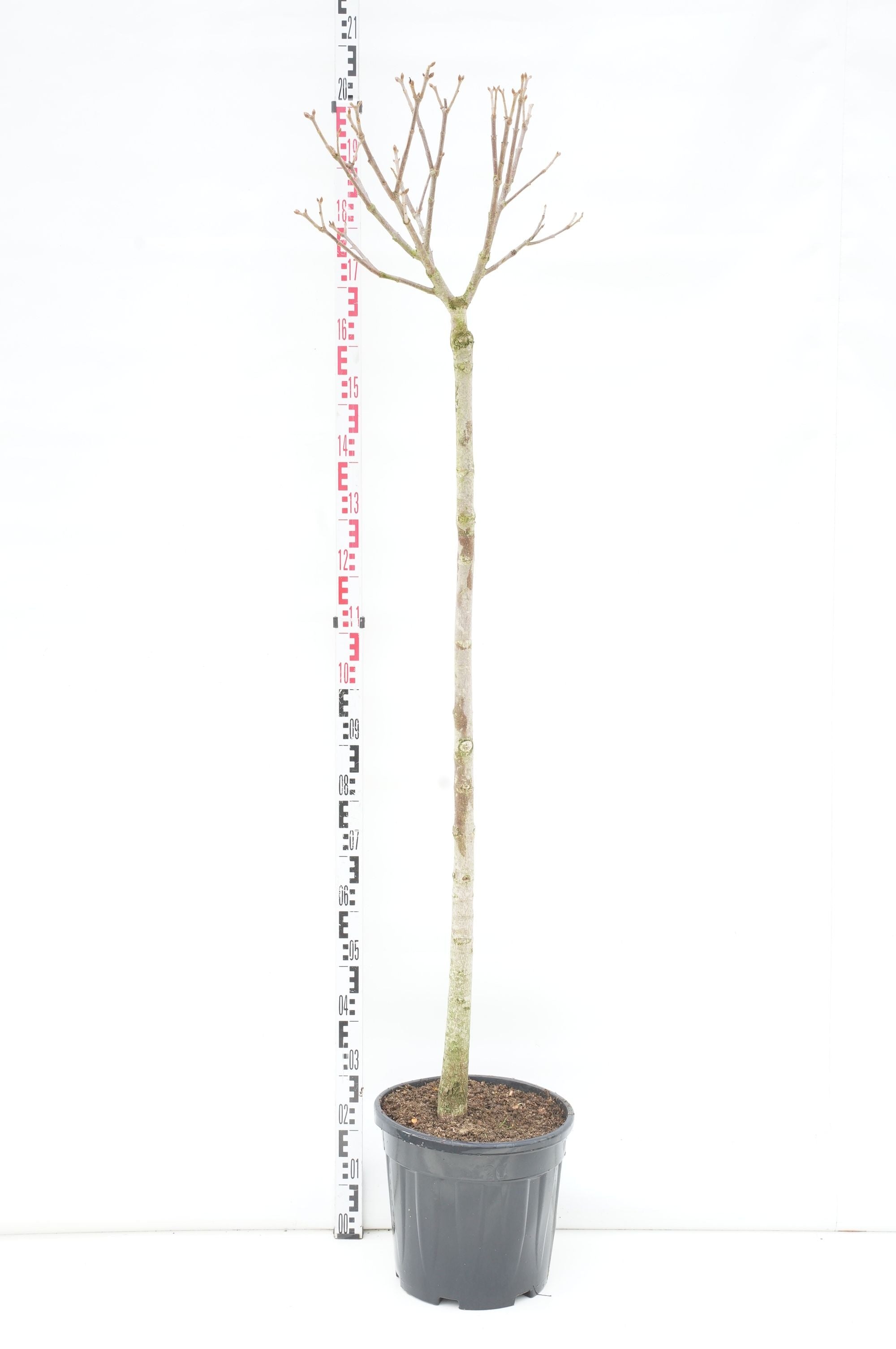 Hästkastanj pavia discolor - 140 CM STEM C20