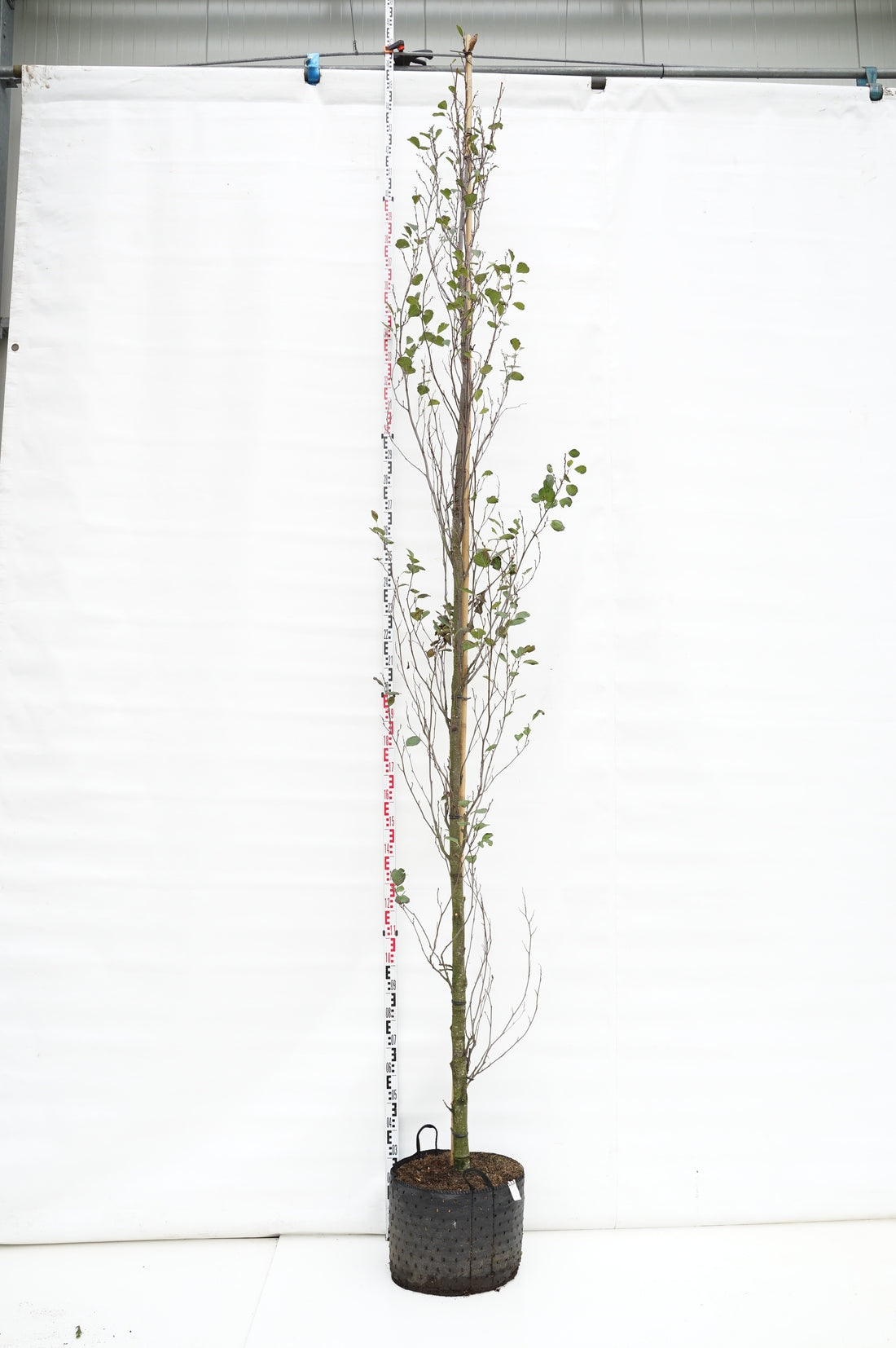 Al glutinosa &