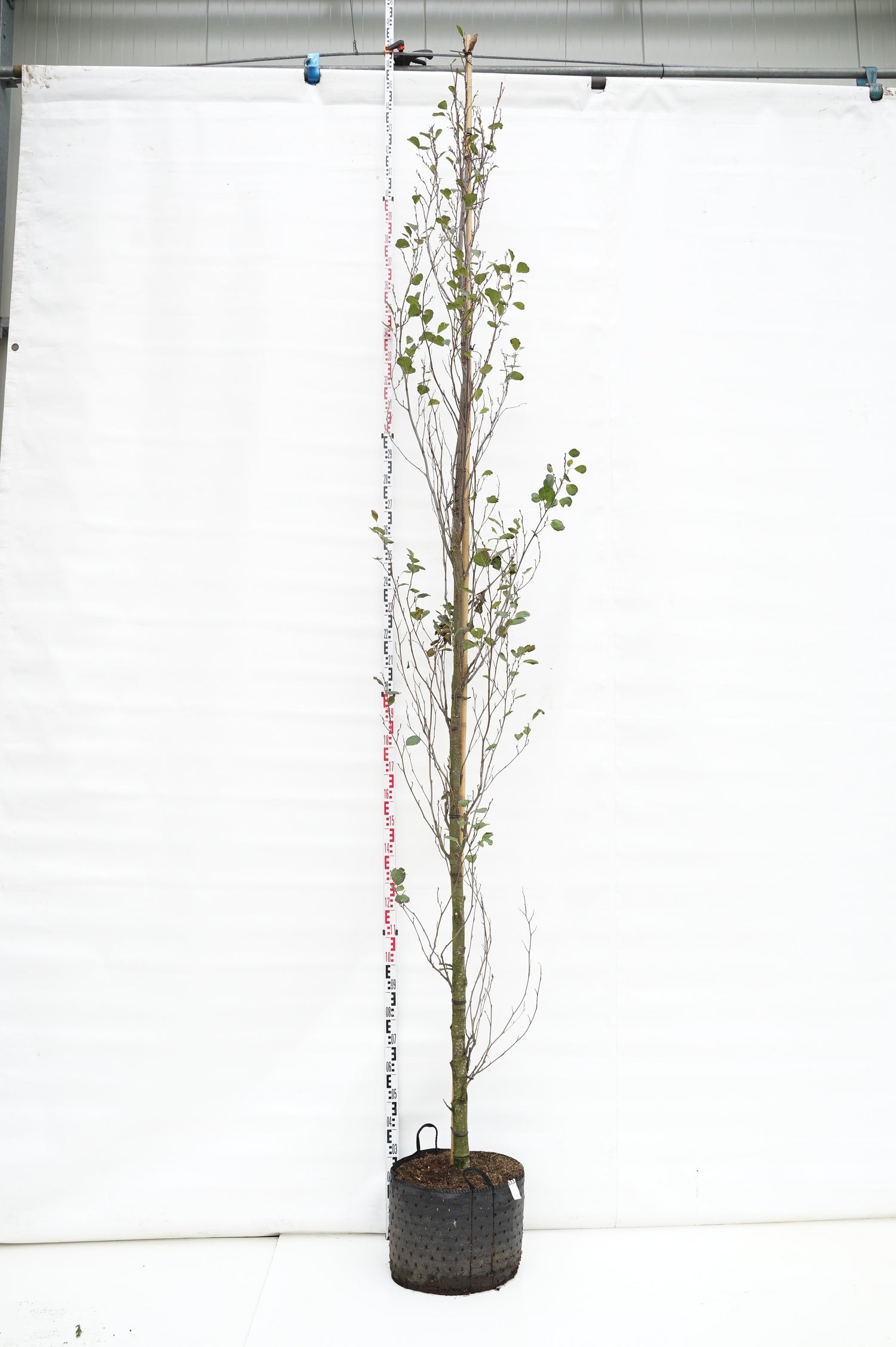 Al glutinosa &