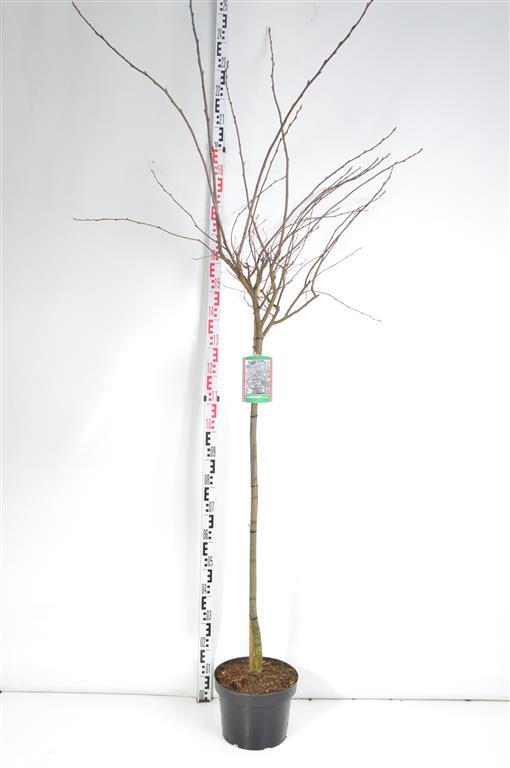 Häggmispel lamarckii - 120 CM STEM C10