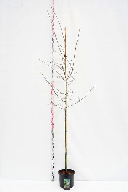 Amelanchier lamarckii Stam 6-8 cm C15 (15 liters kruka)