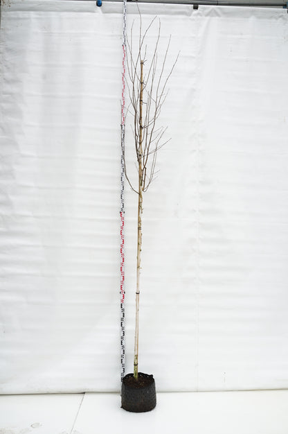 Betula utilis &