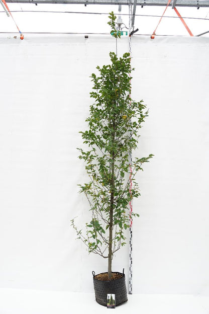 Pelaravenbok Carpinus bet. &