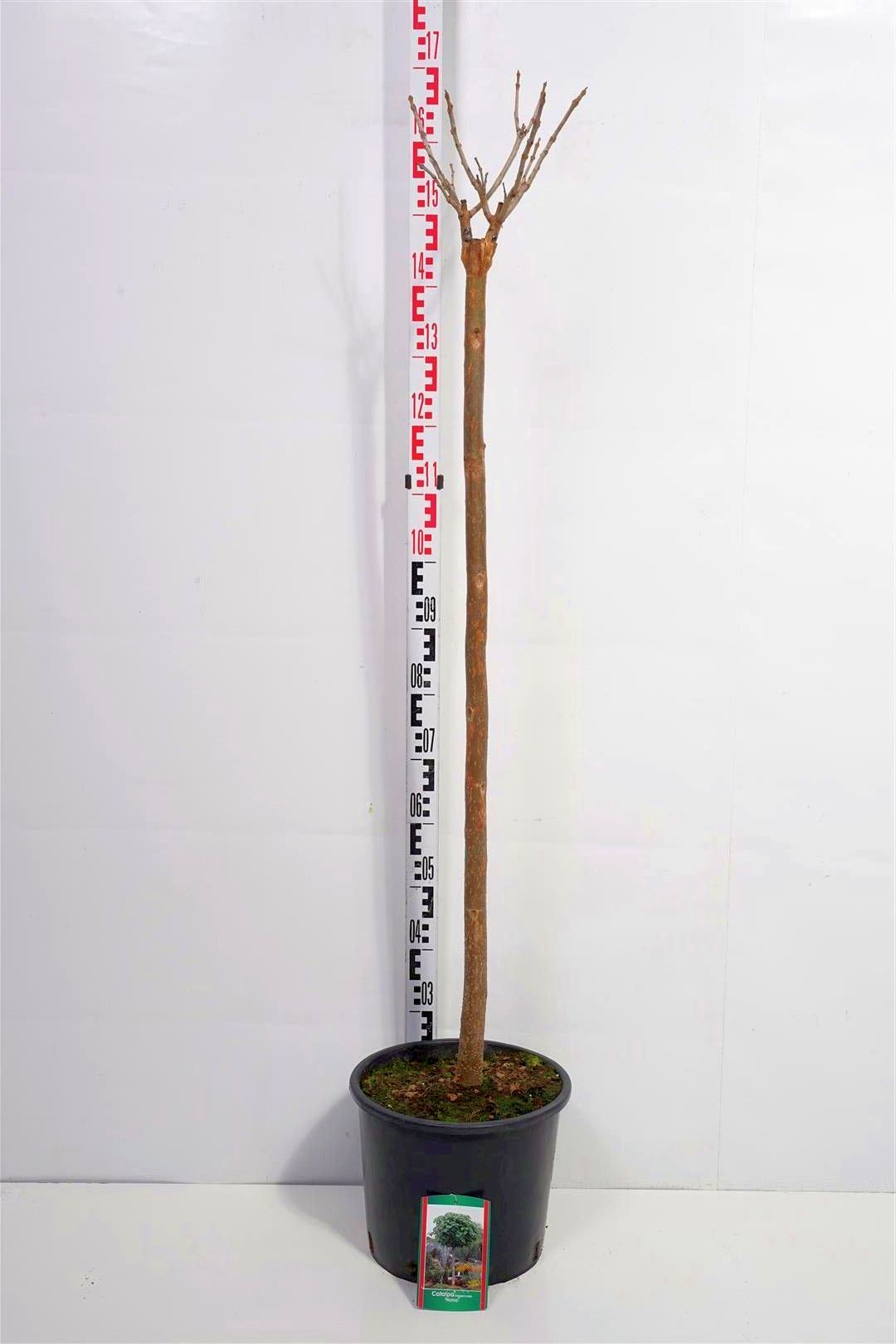 Trumpetträd bungei - 120 CM STEM C10