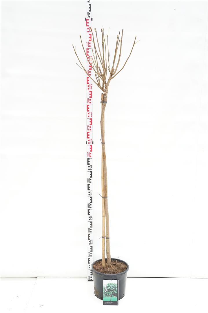 Trumpetträd bungei - 120 CM STEM C12