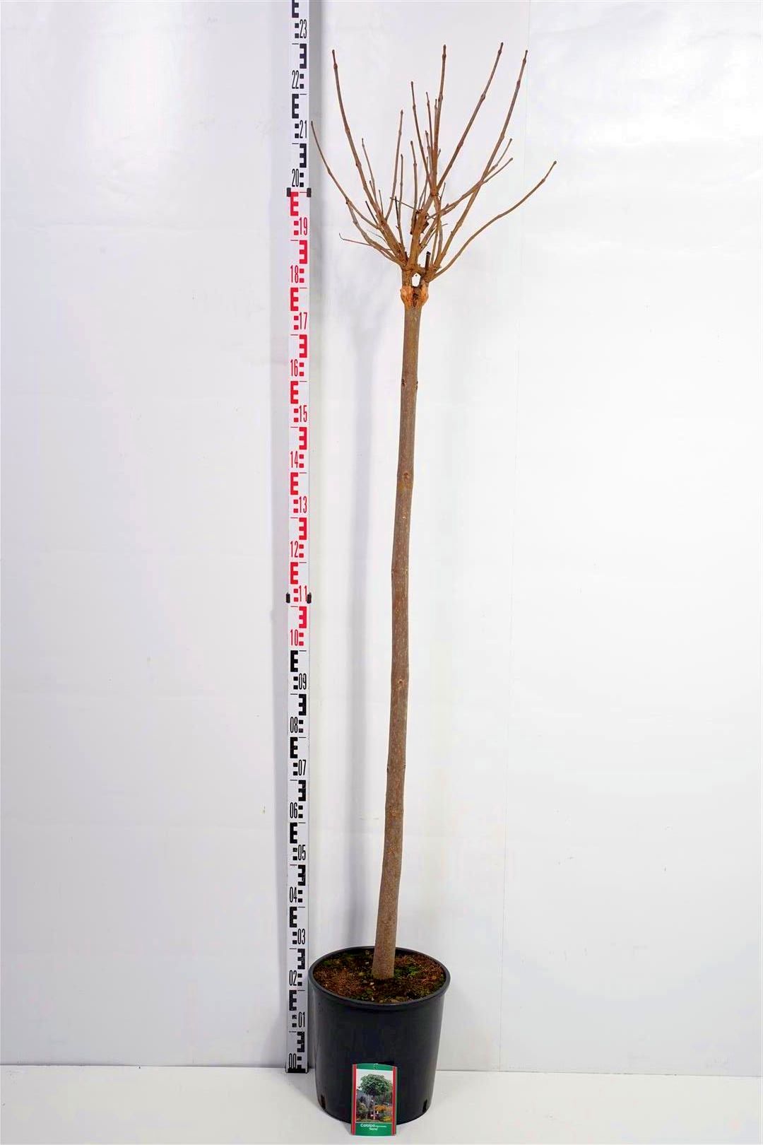 Trumpetträd bungei - 150 CM STEM C10