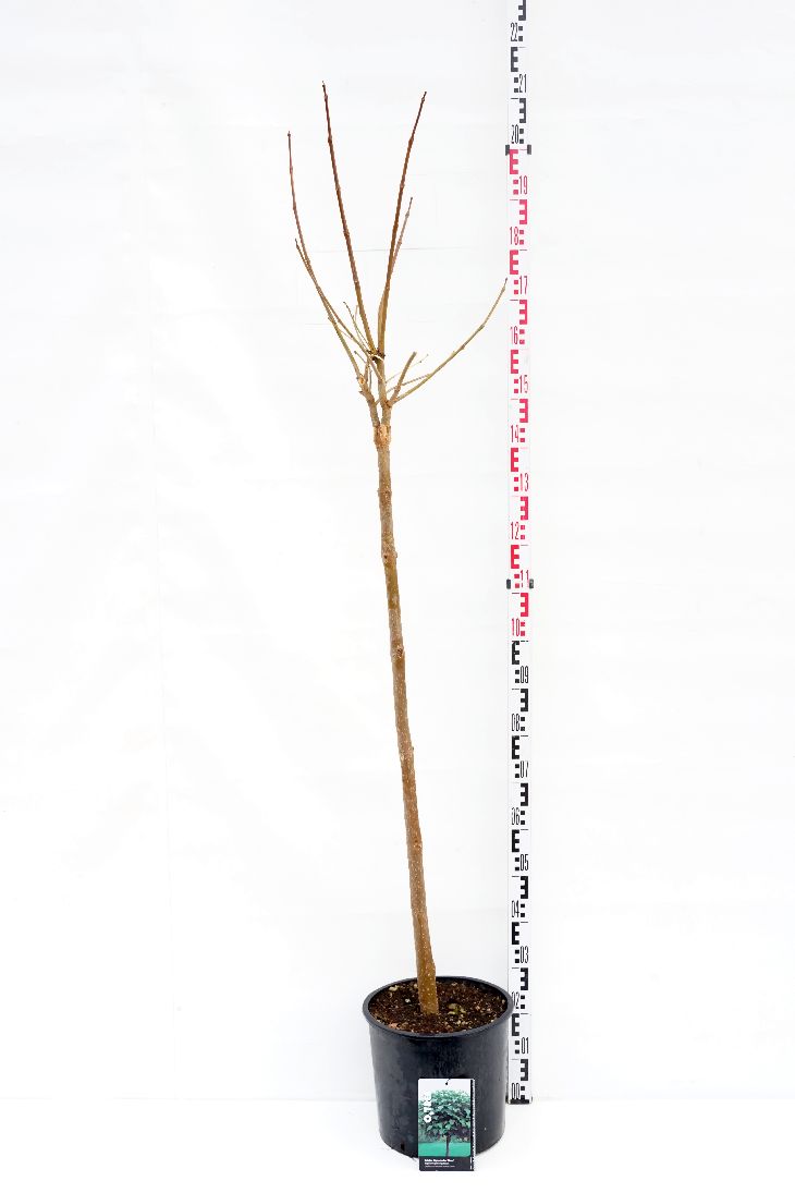 Trumpetträd bungei - 100 CM STEM C15