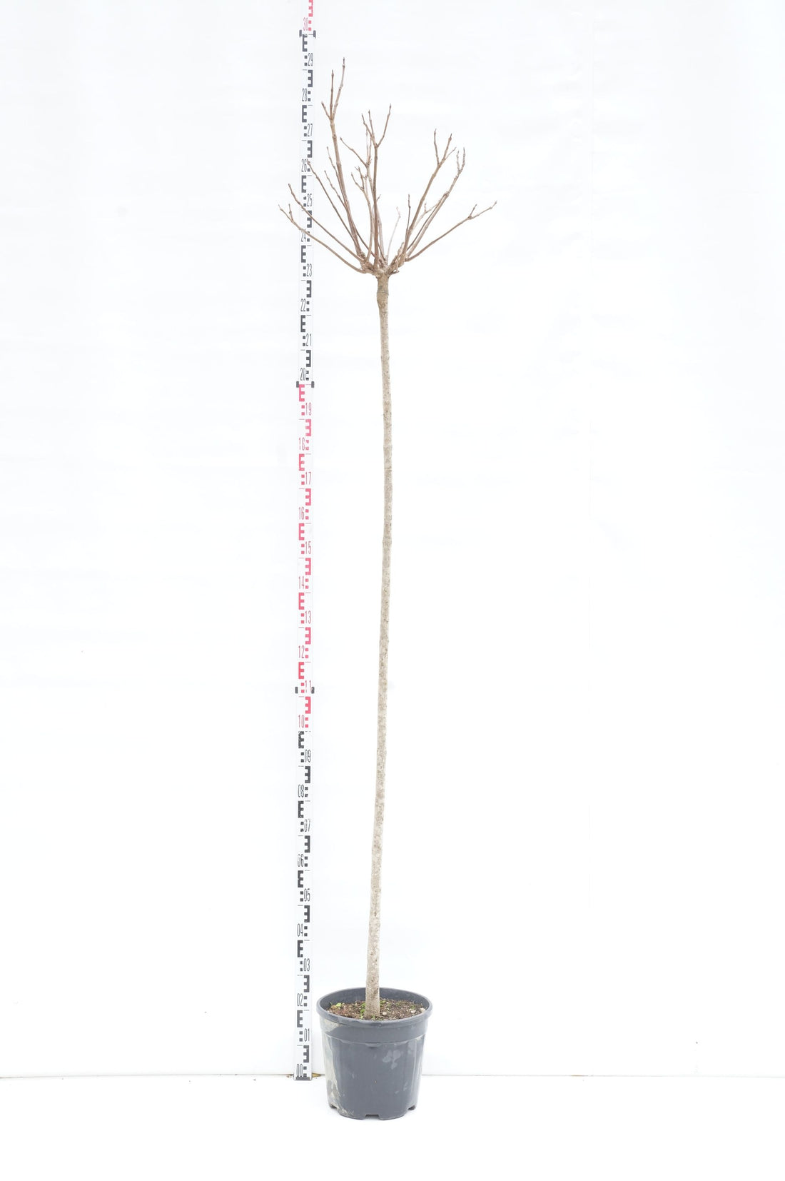 Trumpetträd bungei - 200 CM ST 6-8CM C20
