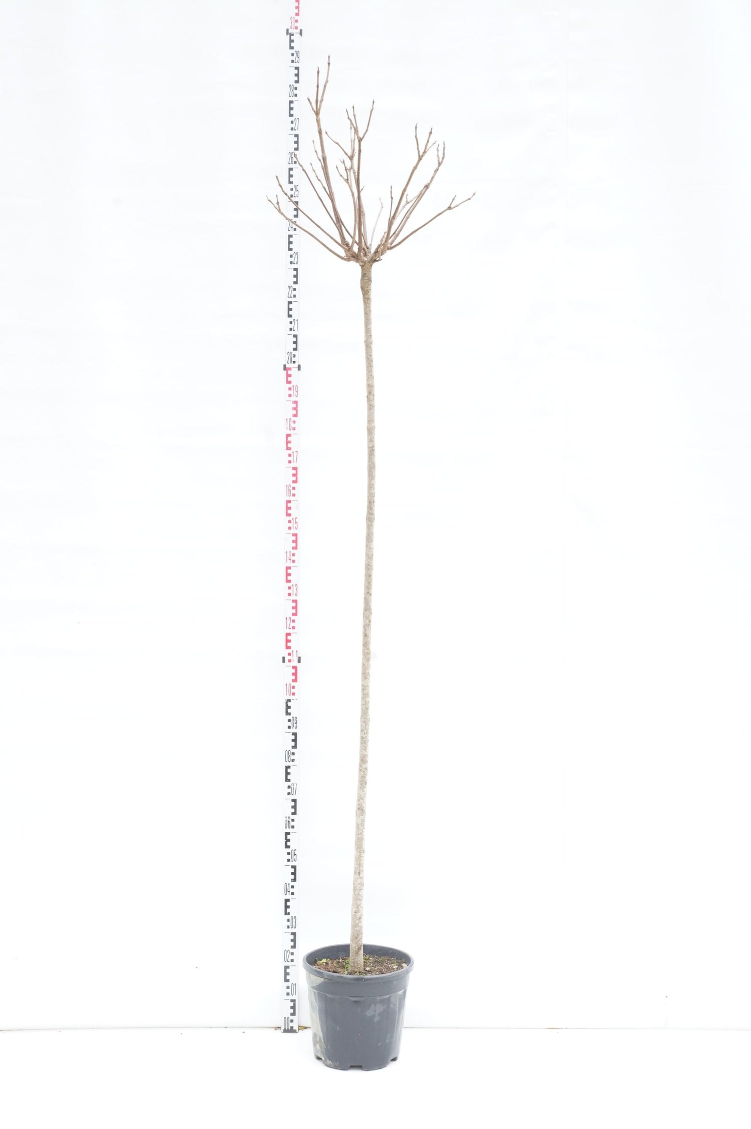 Trumpetträd bungei - 200 CM ST 6-8CM C20