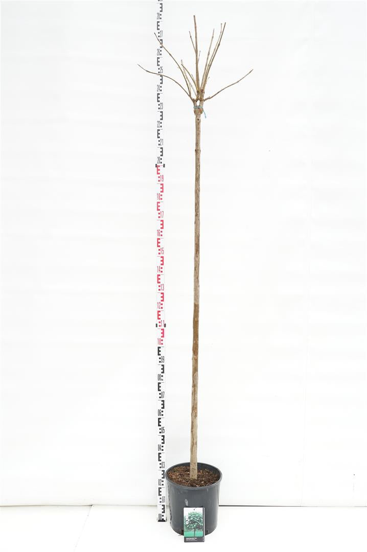 Trumpetträd bungei - 200CM ST 8-10CM C20
