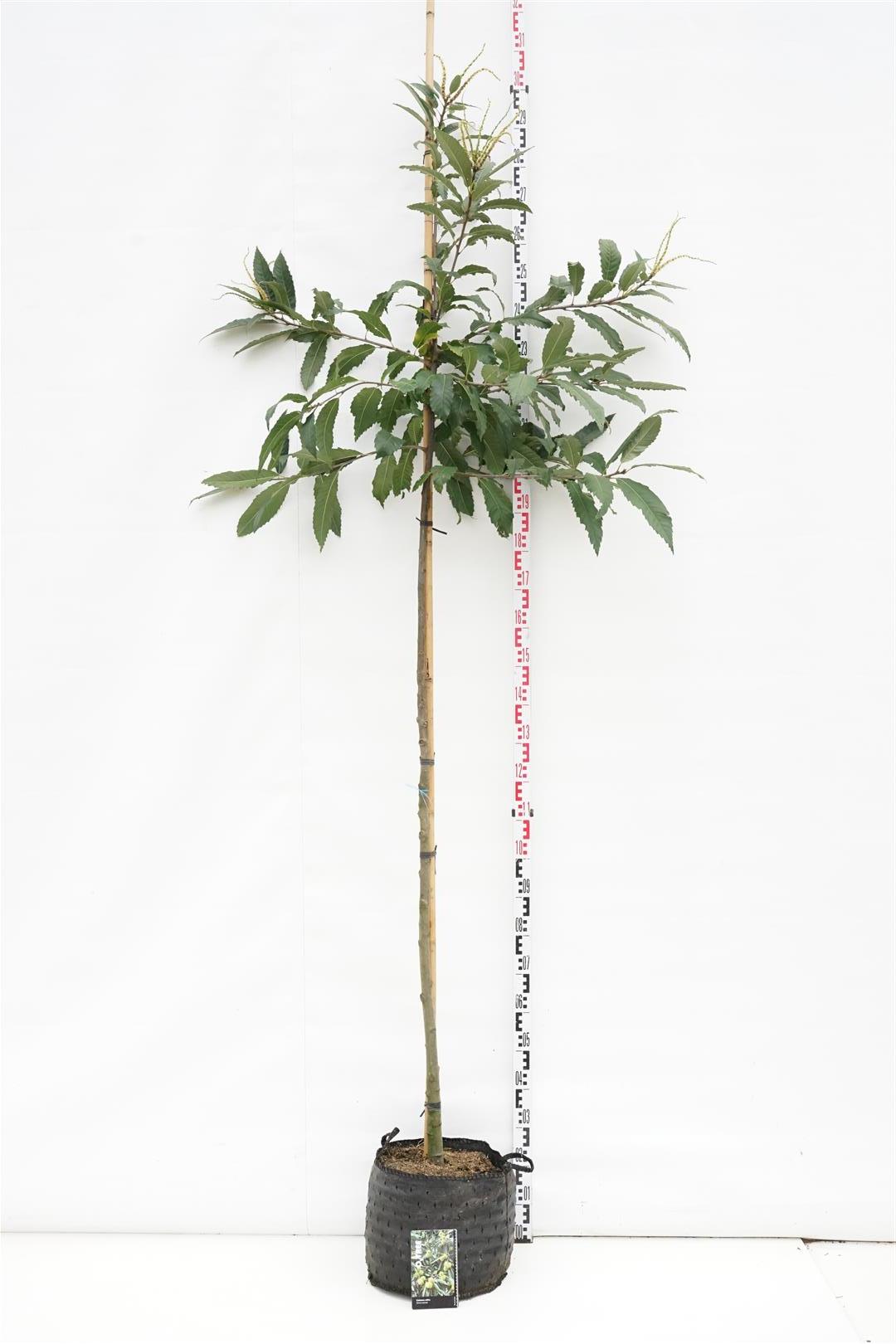 Äkta kastanj sativa - 6-8 CM STANDARD C15