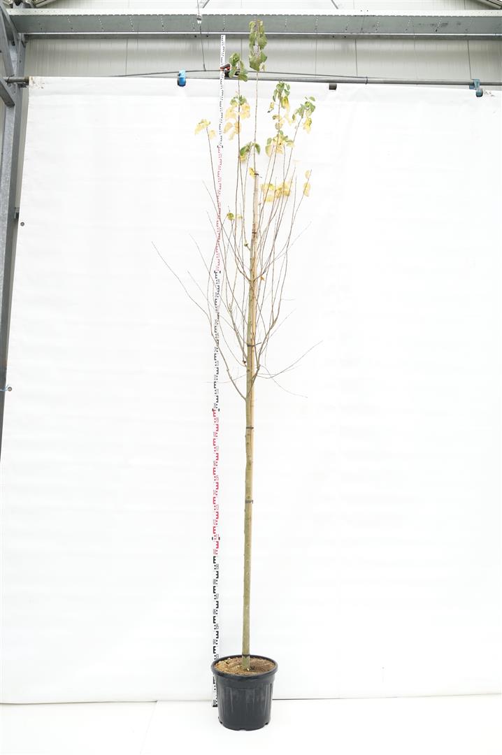 Katsura japonicum - 10-12 CM STAND C25
