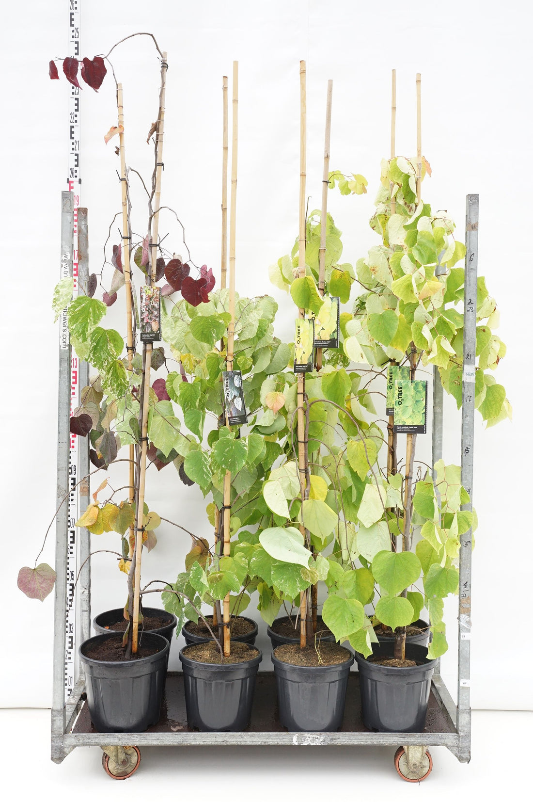 Judasträd in cultivars - MIX CC 1