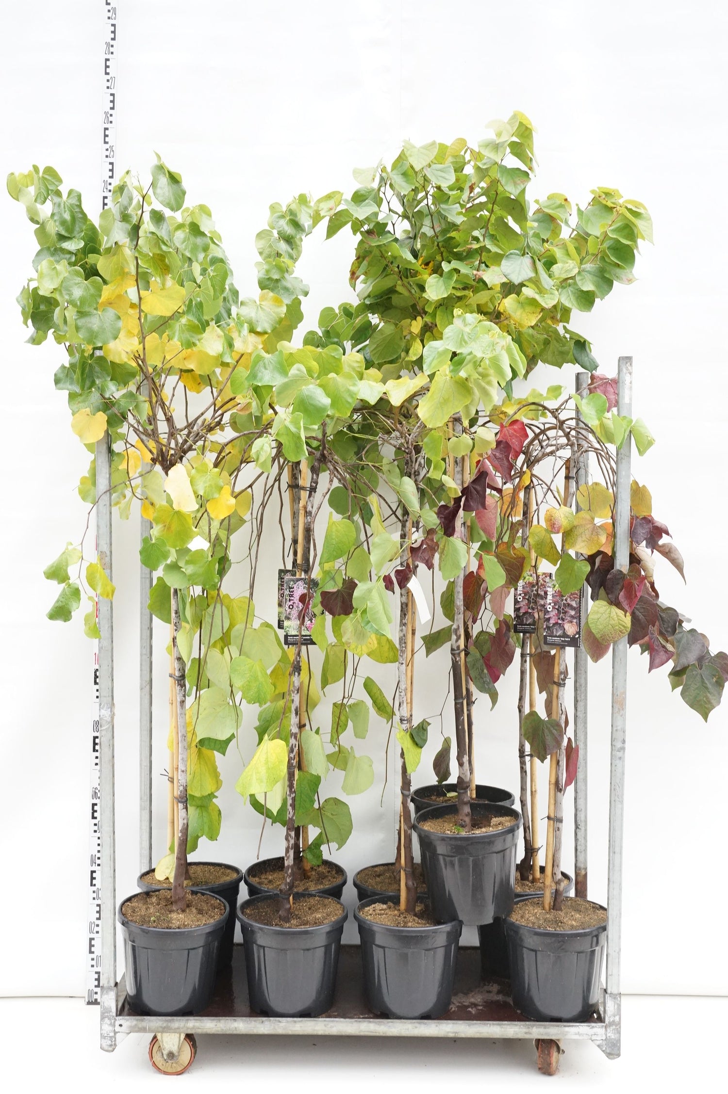 Judasträd in cultivars - 120 CM STEM C12