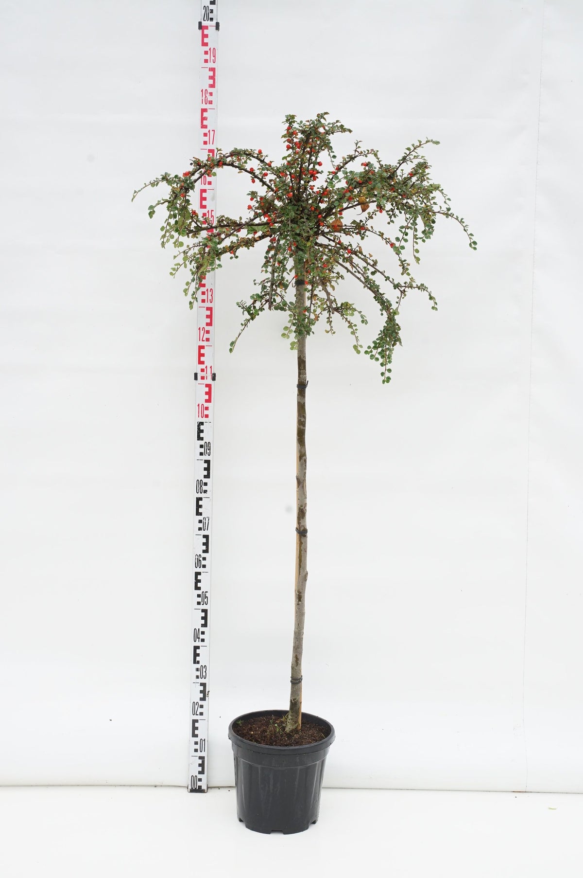 Cotoneaster apic. &