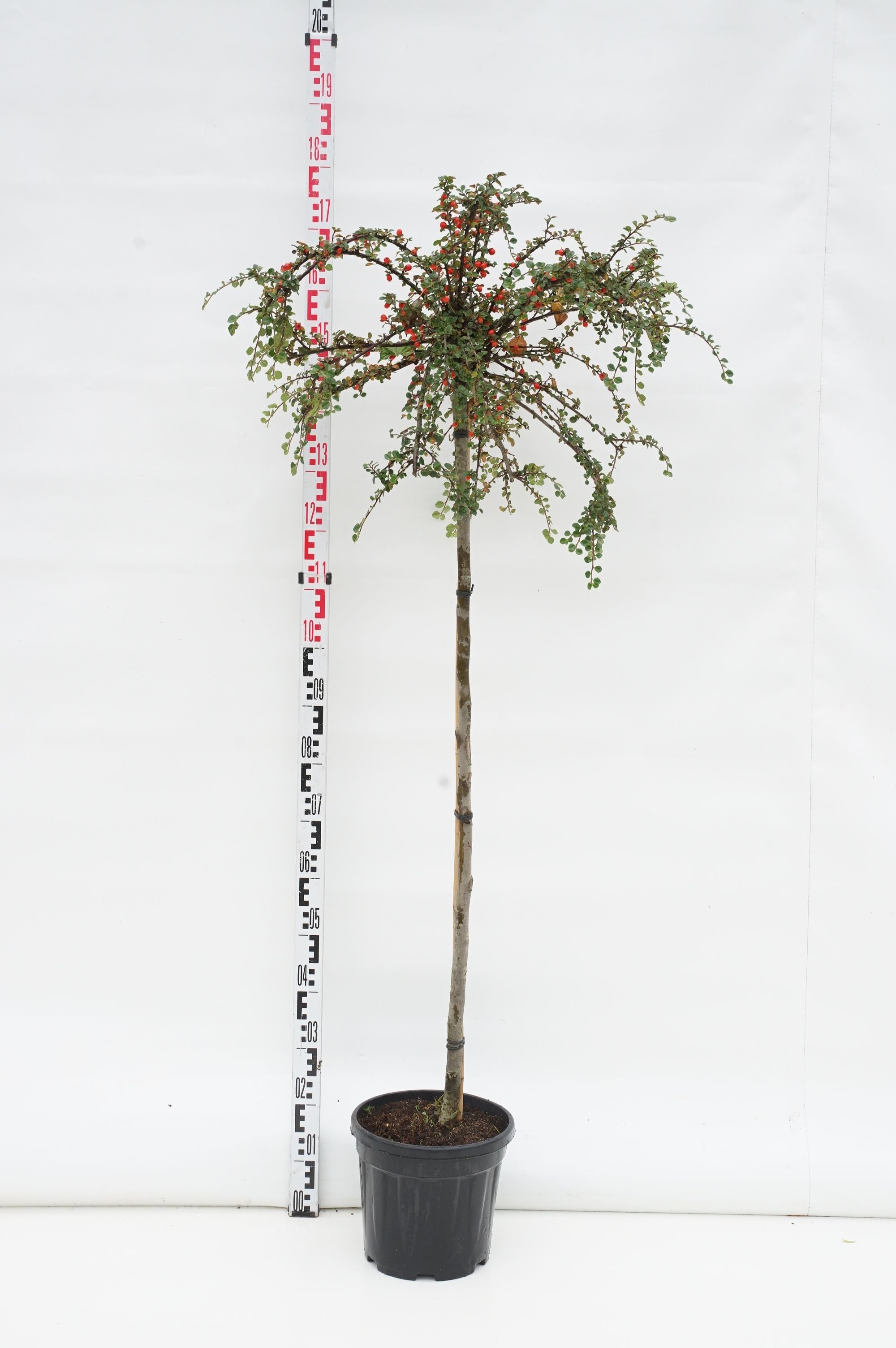 Cotoneaster apic. &