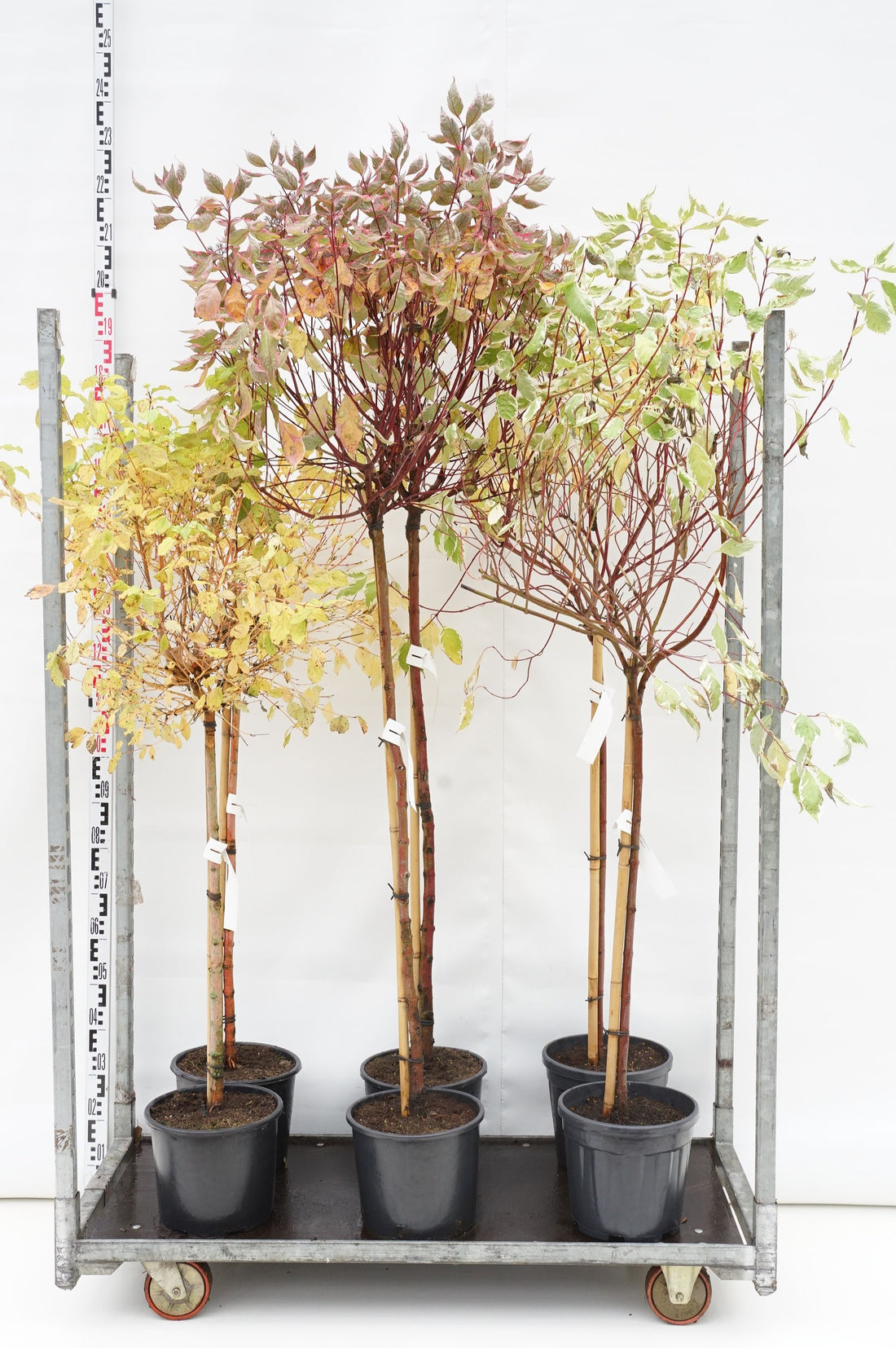 Kornell in cultivars - MIX CC STEMS