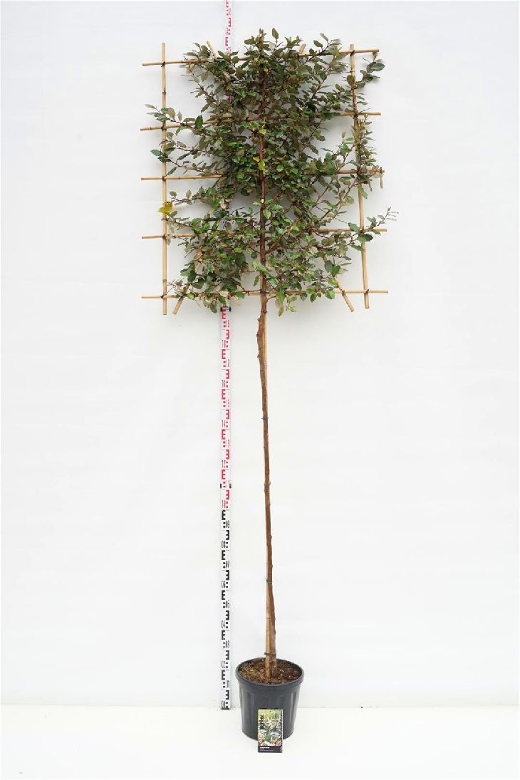 Elaeagnus ebbingei (Spaljerad) C40 (40 liters kruka) 90x180 cm