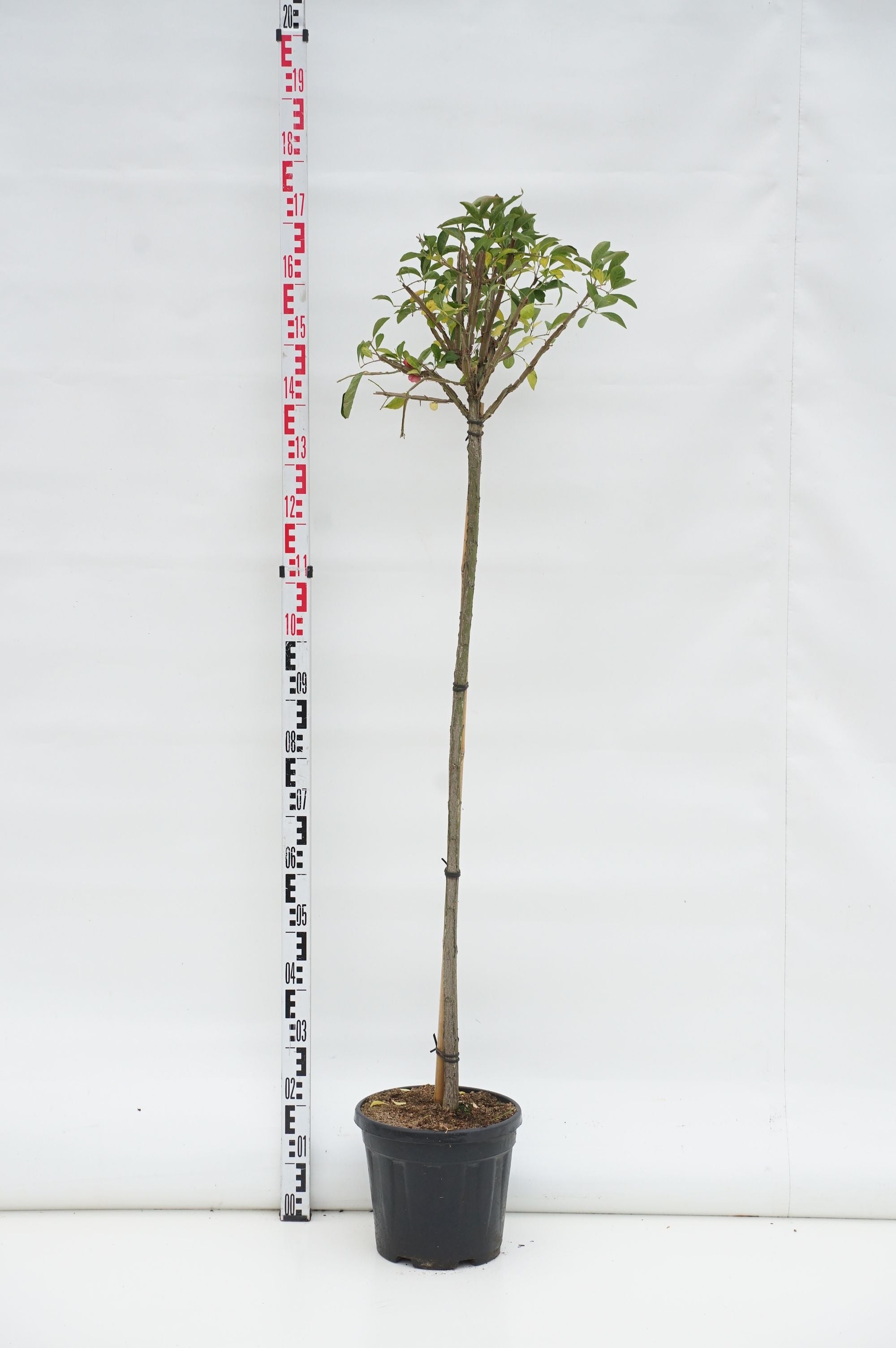 Euonymus phellomanus 120 cm stam, C12 (12 liters kruka)