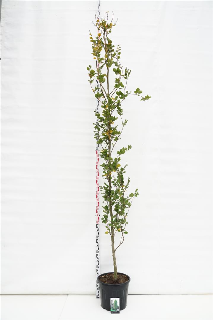 Fagus sylvatica &