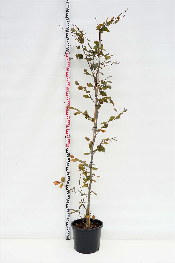 Fagus sylvatica &