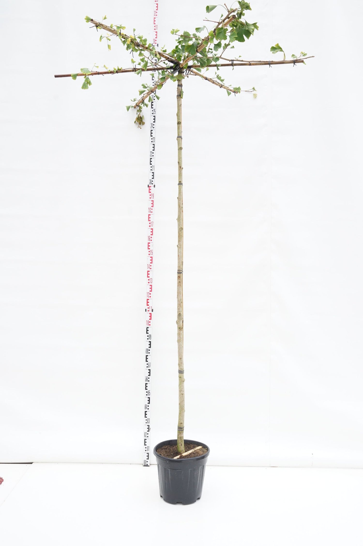 Ginkgo biloba (roof) - 8-10CM STANDARD C20