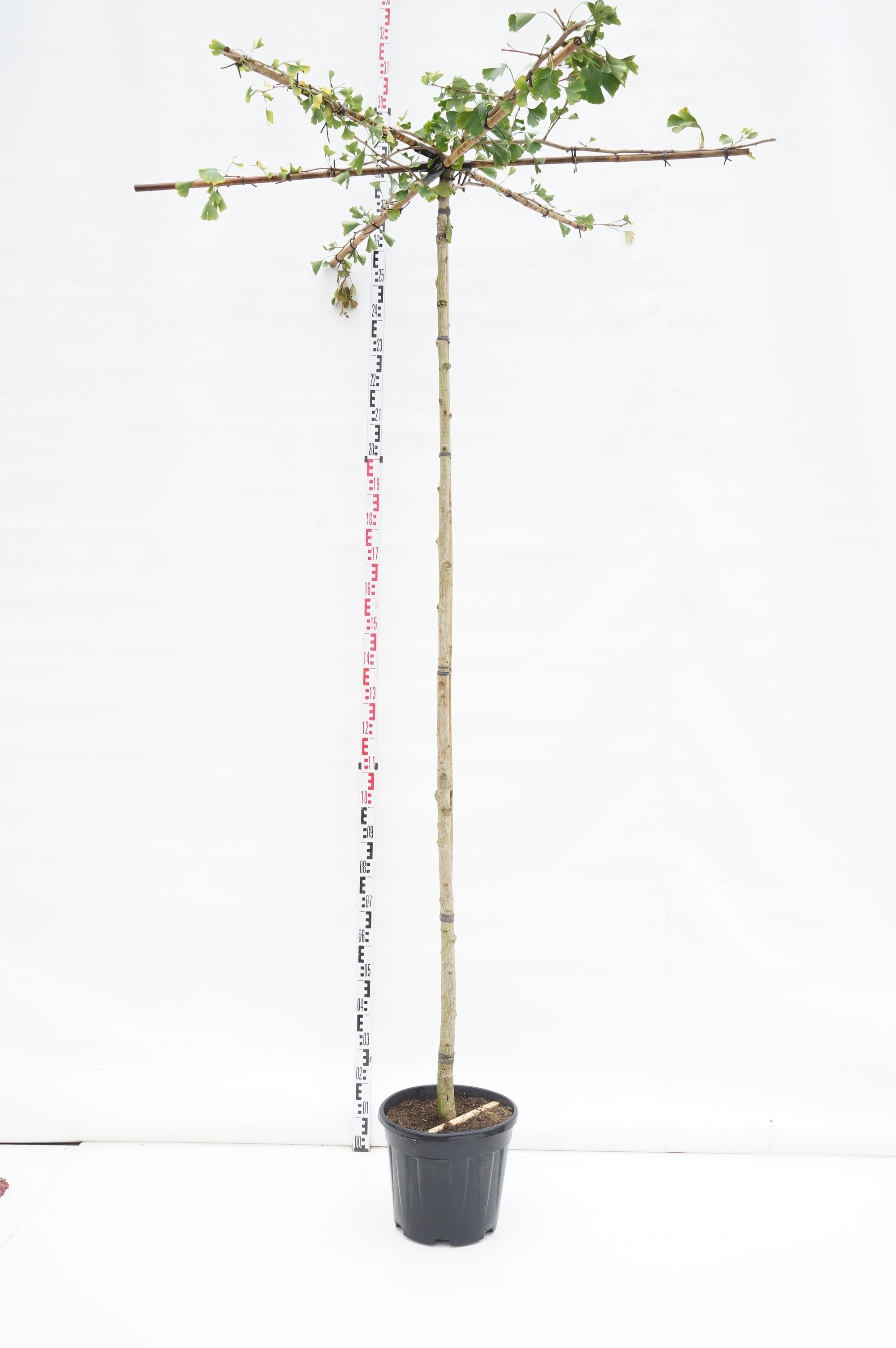 Ginkgo biloba (roof) - 8-10CM STANDARD C20