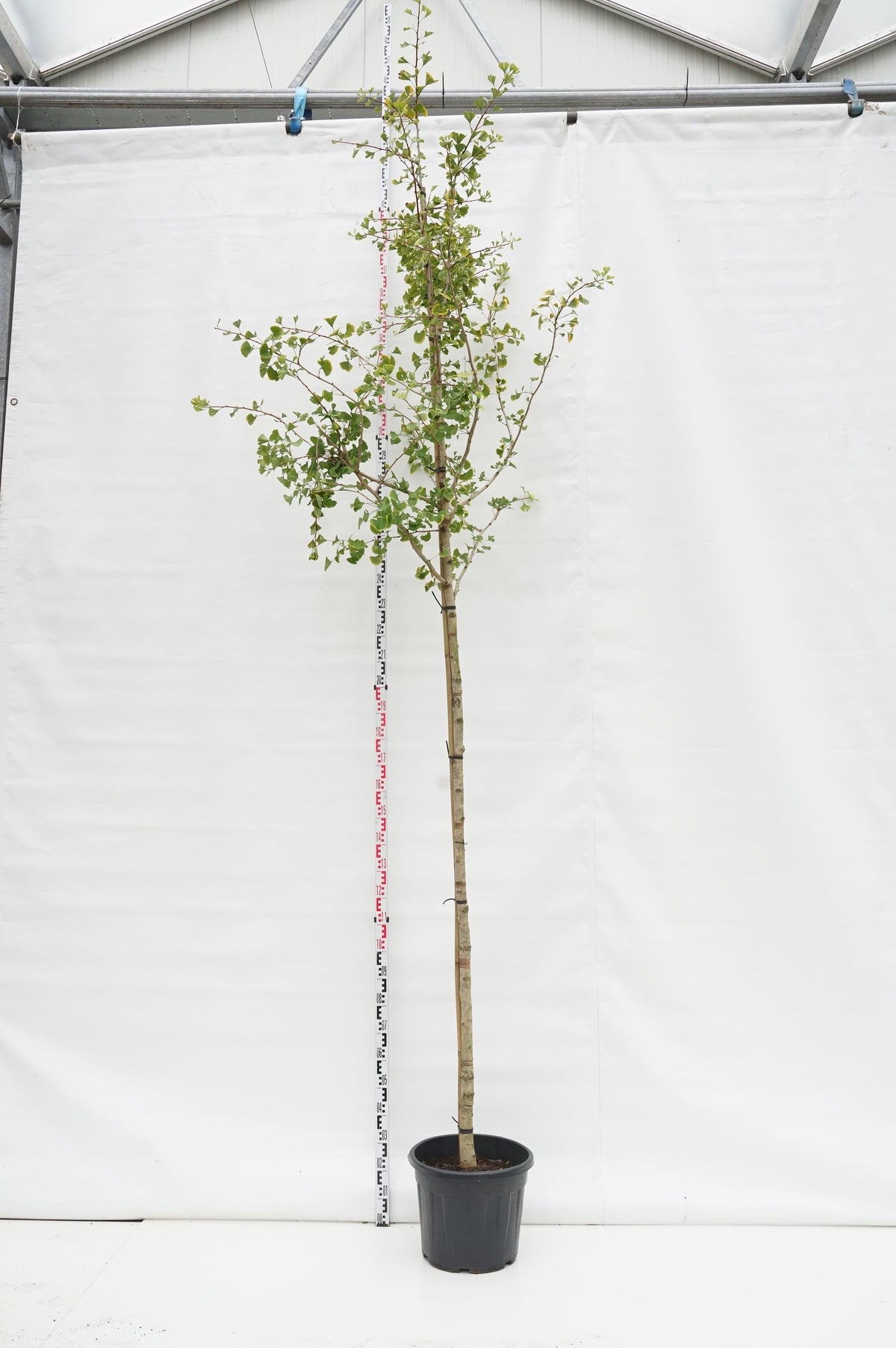 Ginkgo biloba 10-12 cm stam, C25 (25 liters kruka)