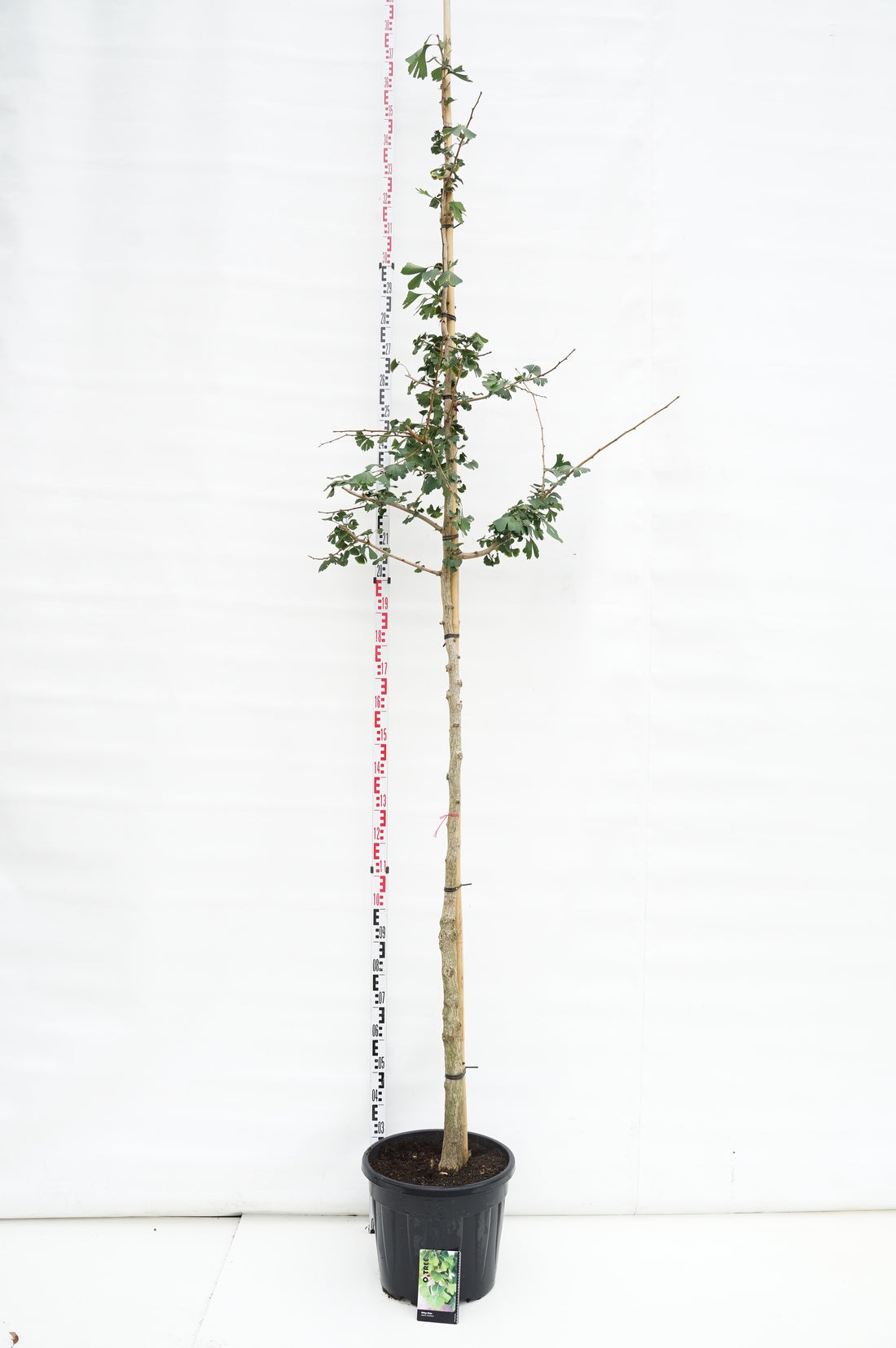 Ginkgo biloba - 10-12CM STAND C30