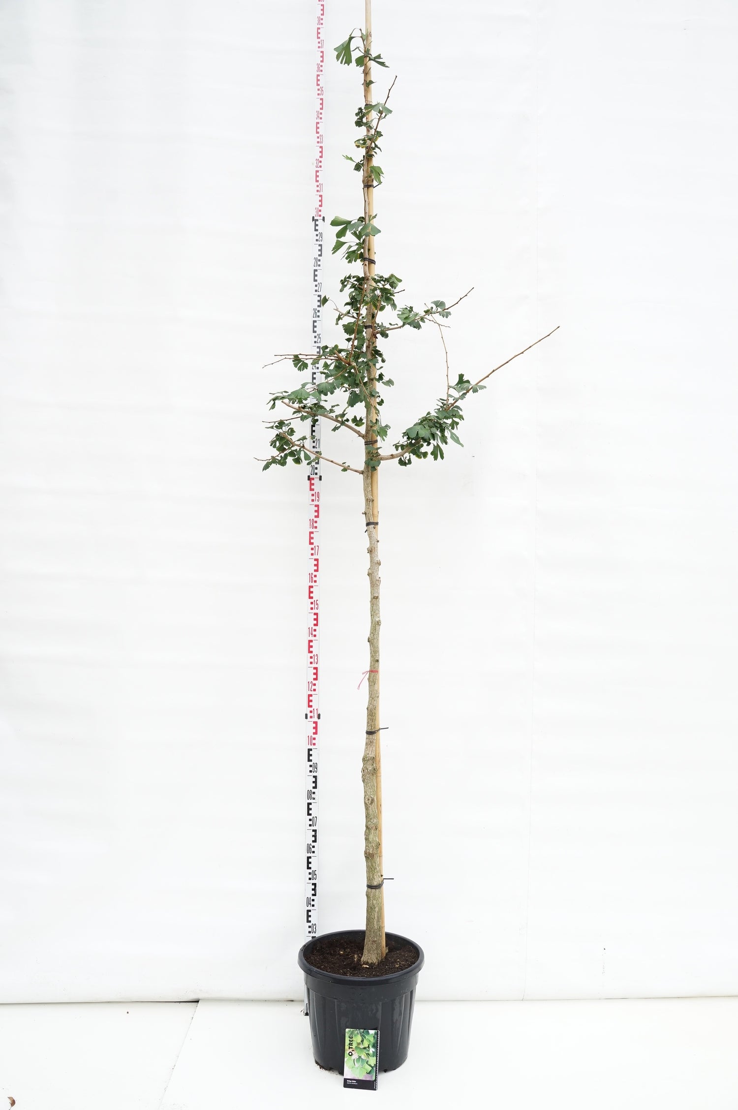 Ginkgo biloba - 10-12CM STAND C30