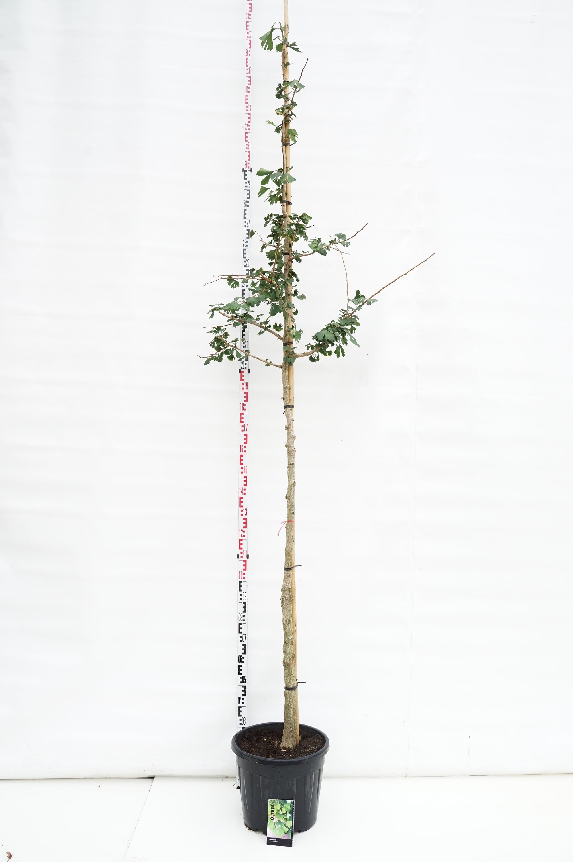 Ginkgo biloba - 10-12CM STAND C30