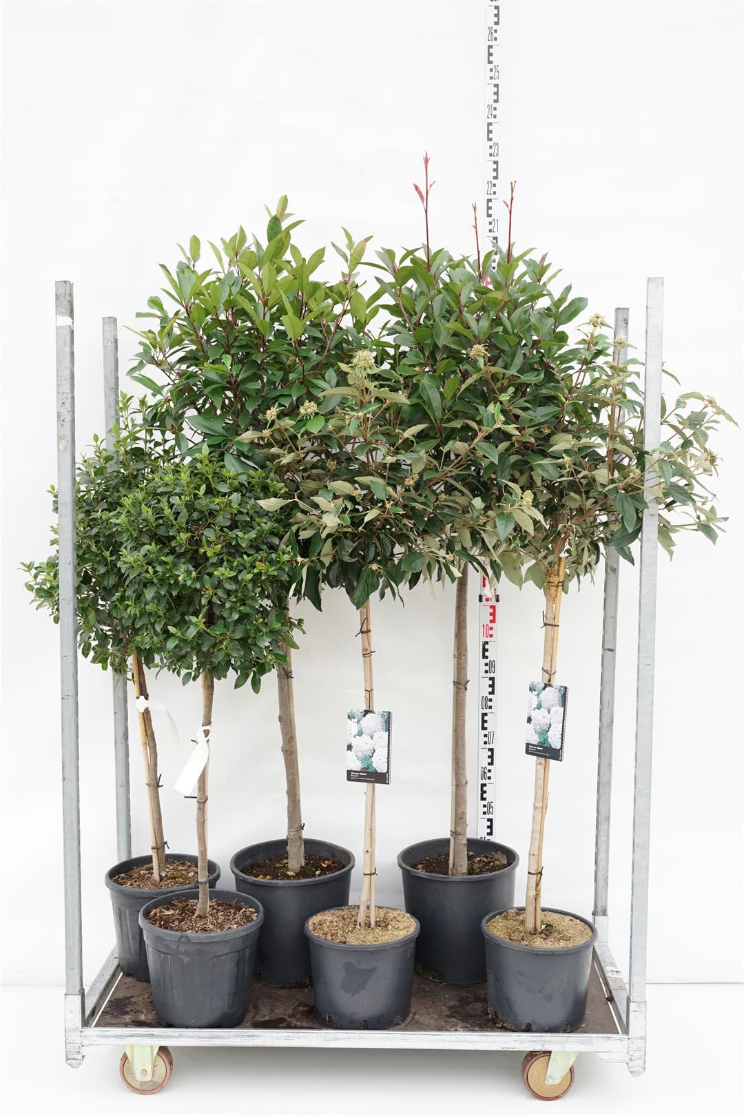 Buskar i sorter - 90 CM STEM C12