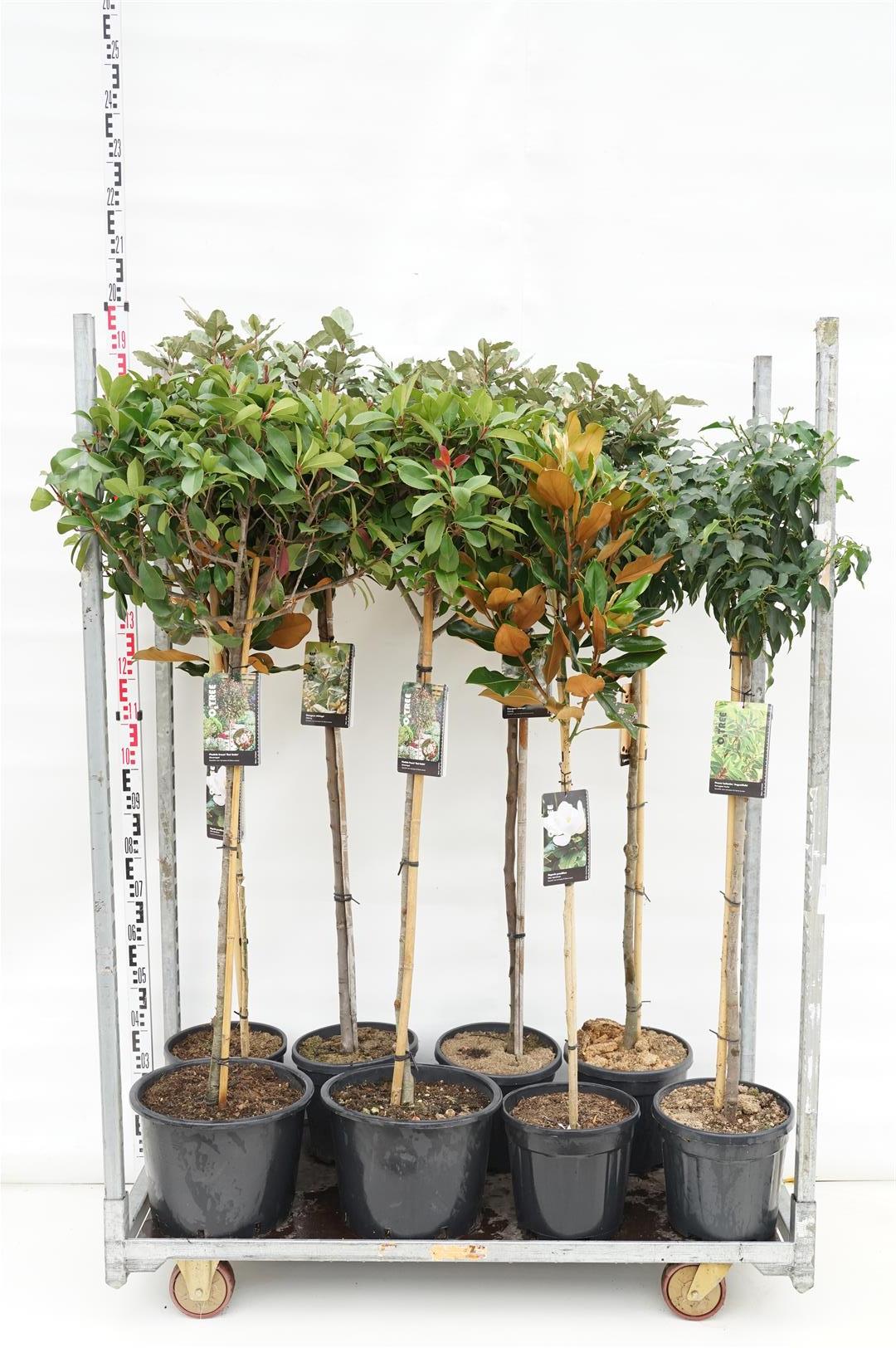 Buskar i sorter - 90 CM STEM C10